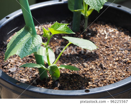 Container cultivation of cucumbers and planting of seedlings Container cultivation of cucumbers and planting of seedlings 96225567