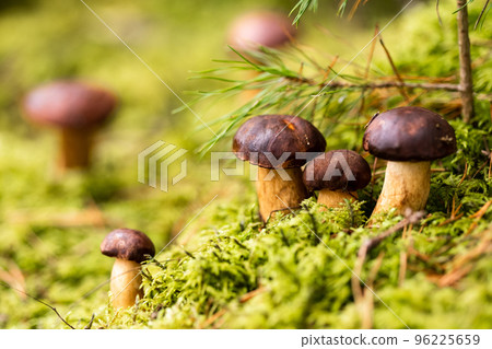 There are a lot of mushrooms lying in the forest on green moss. A lot of Polish moss mushrooms There are a lot of mushrooms lying in the forest on green moss. A lot of Polish moss mushrooms 96225659