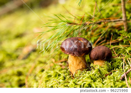 There are a lot of mushrooms lying in the forest on green moss. A lot of Polish moss mushrooms There are a lot of mushrooms lying in the forest on green moss. A lot of Polish moss mushrooms 96225998