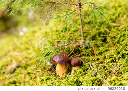 There are a lot of mushrooms lying in the forest on green moss. A lot of Polish moss mushrooms There are a lot of mushrooms lying in the forest on green moss. A lot of Polish moss mushrooms 96226018