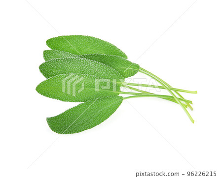 Sage herb isolated on white background Sage herb isolated on white background 96226215