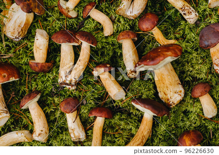 There are a lot of mushrooms lying in the forest on green moss. A lot of Polish moss mushrooms There are a lot of mushrooms lying in the forest on green moss. A lot of Polish moss mushrooms 96226630