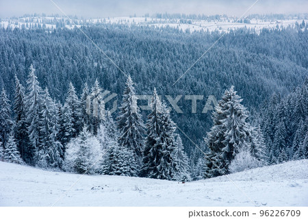 Winter forest covered with snow Winter forest covered with snow 96226709