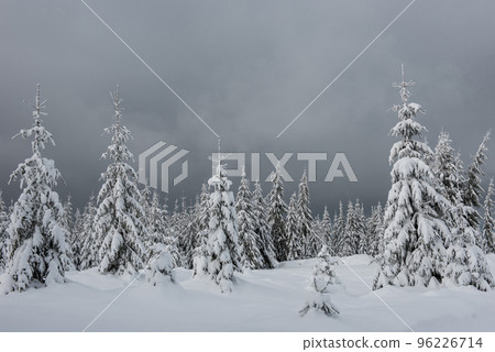 Trees covered with hoarfrost and snow Trees covered with hoarfrost and snow 96226714