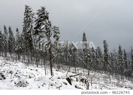 Destroyed winter forest by storm Destroyed winter forest by storm 96226745