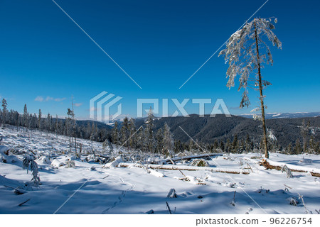 Destroyed winter forest by storm Destroyed winter forest by storm 96226754