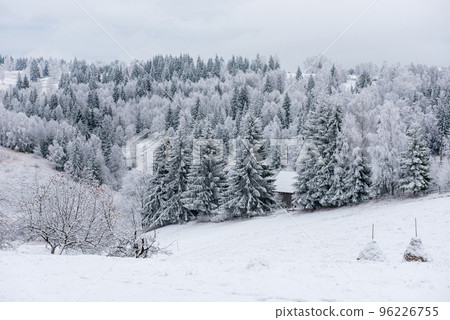 Snowy fir trees at winter Snowy fir trees at winter 96226755