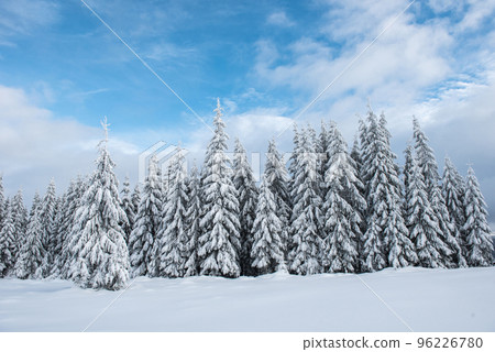 Christmas background, snow covered forest in winter 96226780