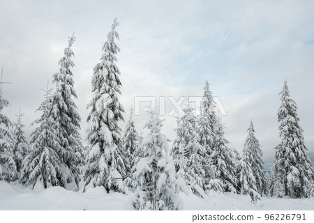 Christmas background with snowy fir trees Christmas background with snowy fir trees 96226791