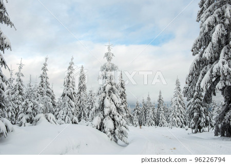 Winter forest covered with snow 96226794