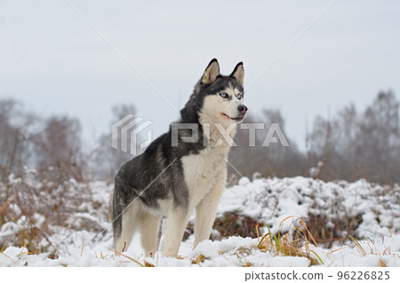 husky dog walking husky dog walking 96226825
