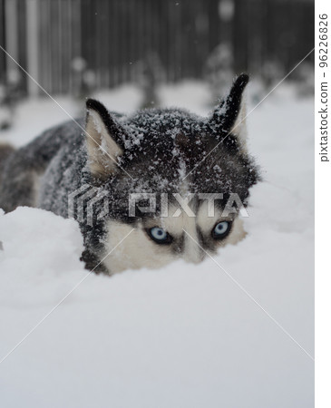 husky lies on the snow husky lies on the snow 96226826