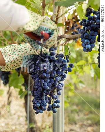 Farmer's Hands in gloves cutting red grapes with secateurs from vine plant during wine harvest Farmer's Hands in gloves cutting red grapes with secateurs from vine plant during wine harvest 96227083