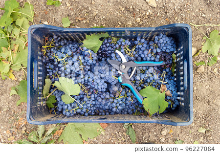 Grapes in plastic crate during grape harvest in South Italy, Puglia Grapes in plastic crate during grape harvest in South Italy, Puglia 96227084