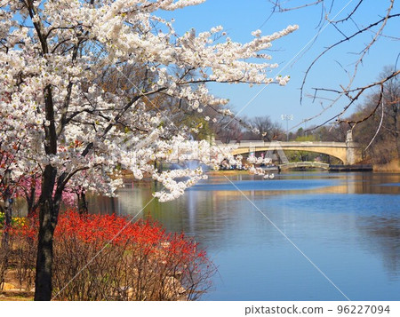 櫻花和河流的風景，美國新澤西州的一個公園 96227094