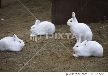 Rabbit Rabbit 96227205