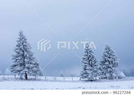Snow covered frozen trees in the mountains Snow covered frozen trees in the mountains 96227266