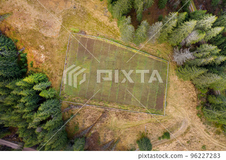 Fir tree nursery from a drone 96227283