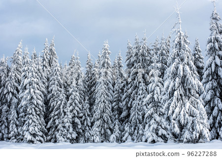 Trees covered with hoarfrost and snow 96227288