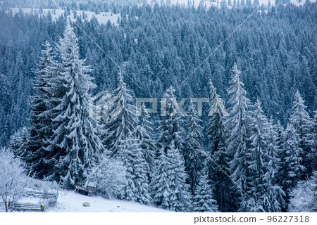 Winter trees covered with fresh snow Winter trees covered with fresh snow 96227318