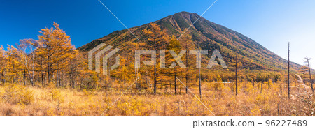 《Tochigi Prefecture》Autumn Senjogahara Golden Marsh 96227489