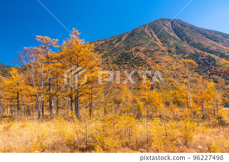 《栃木縣》秋天的戰場原金色沼澤 《栃木縣》秋天的戰場原金色沼澤 96227498