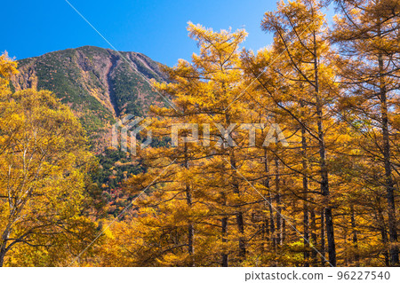 《Tochigi Prefecture》Autumn Senjogahara Golden Marsh 《Tochigi Prefecture》Autumn Senjogahara Golden Marsh 96227540