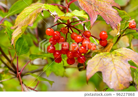 Viburnum sargent Viburnum sargent 96227868