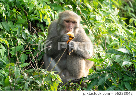 Taiwan Macaque Taiwan Macaque Monkey Formosan macaque たいわんざる Taiwan サル 96228042