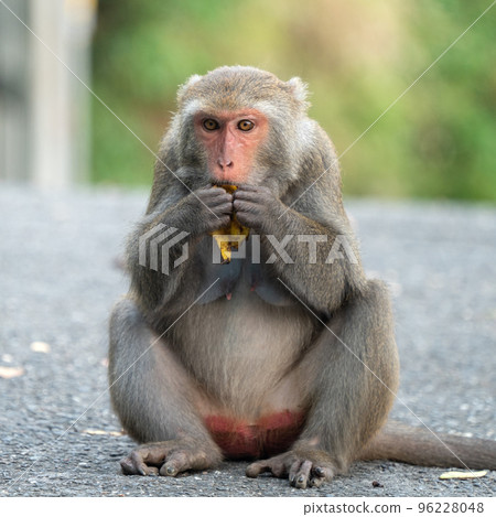 台灣獼猴 台灣 獼猴 猴子 Formosan macaque たいわんざる 台湾サル 96228048