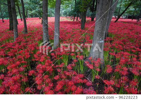 Red spider lily field in Kinchakuda Red spider lily field in Kinchakuda 96228223