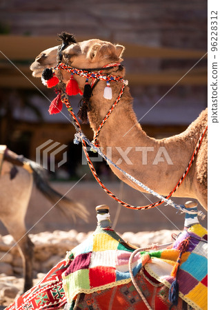 Camel under red rocks in Petra, Jordan 96228312