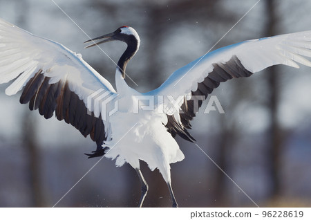 Dancing of cranes (Hokkaido, Tsurui) Dancing of cranes (Hokkaido, Tsurui) 96228619