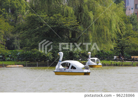 The white paddle boat on Ueno Park's Shinobazu Pond, the leaves swaying comfortably in the midsummer breeze. 96228866