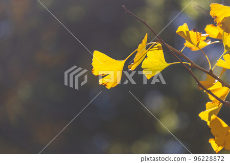 Ginkgo biloba Ginkgo biloba 96228872