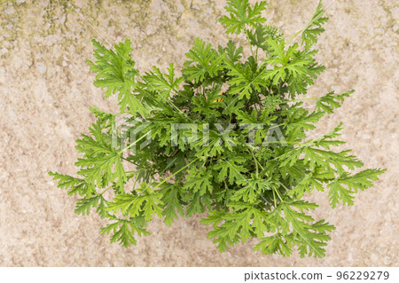 Overhead view of citronella grass, a species of perennial aromatic plant. 96229279