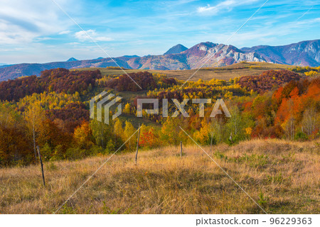 Autumn trees in the forest Autumn trees in the forest 96229363