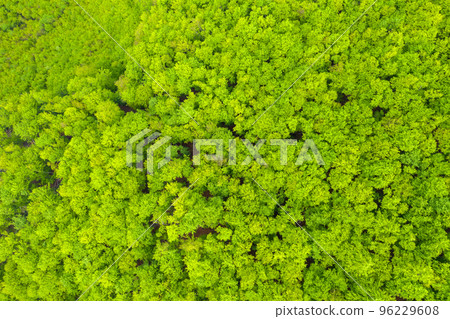 Aerial view of a dense green forest canopy Aerial view of a dense green forest canopy 96229608
