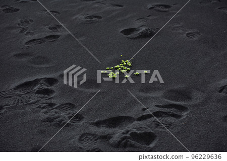Green plants on black volcanic sand in Iceland Green plants on black volcanic sand in Iceland 96229636