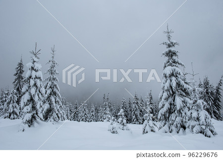 Winter trees covered with fresh snow Winter trees covered with fresh snow 96229676
