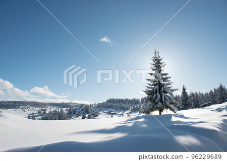 Alpine landscape with snow covered mountains and pine forest Alpine landscape with snow covered mountains and pine forest 96229689