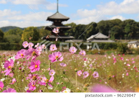 Hokiji Temple, Nara Prefecture, three-storied pagoda, cosmos, cosmos temple, cosmos field, Oji Station, Horyuji Station, Nara Kotsu Bus Hokiji Temple, Nara Prefecture, three-storied pagoda, cosmos, cosmos temple, cosmos field, Oji Station, Horyuji Station, Nara Kotsu Bus 96229847