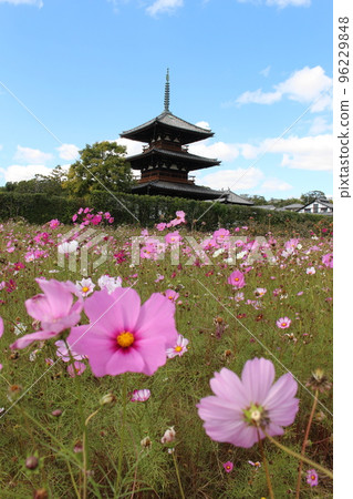 Hokiji Temple, Nara Prefecture, three-storied pagoda, cosmos, cosmos temple, cosmos field, Oji Station, Horyuji Station, Nara Kotsu Bus Hokiji Temple, Nara Prefecture, three-storied pagoda, cosmos, cosmos temple, cosmos field, Oji Station, Horyuji Station, Nara Kotsu Bus 96229848