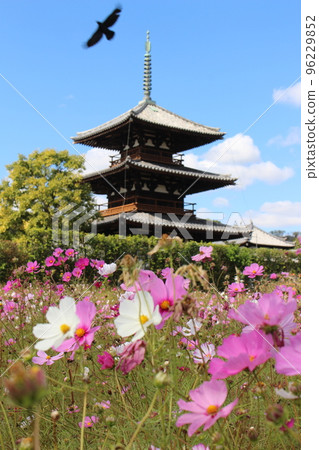 Hokiji Temple, Nara Prefecture, three-storied pagoda, cosmos, cosmos temple, cosmos field, Oji Station, Horyuji Station, Nara Kotsu Bus Hokiji Temple, Nara Prefecture, three-storied pagoda, cosmos, cosmos temple, cosmos field, Oji Station, Horyuji Station, Nara Kotsu Bus 96229852