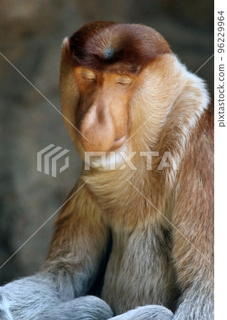 雄性長鼻猴閉著眼睛休息 雄性長鼻猴閉著眼睛休息 96229964