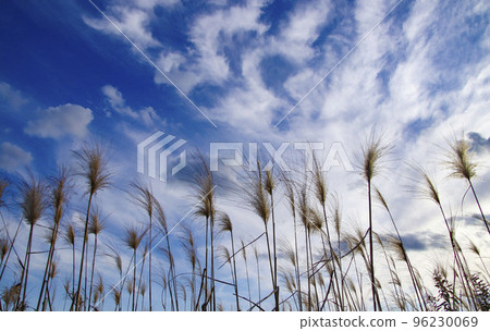 潘帕斯草和天空 96230069