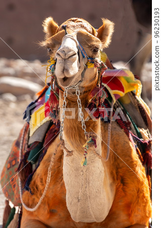 Camel smiling, close-up portrait, Jordan 96230193