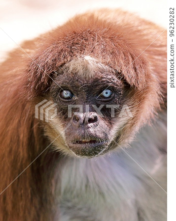 Brown Woolly Spider Monkey Close-up 96230282