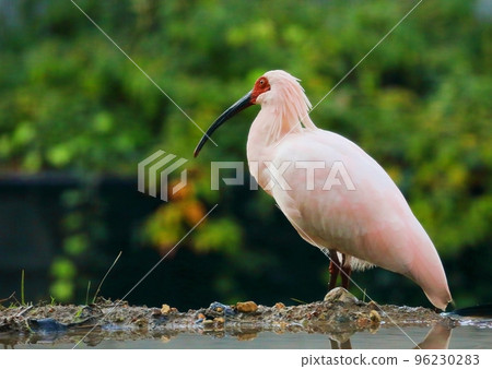 Portrait of a crested ibis resting by the water 96230283