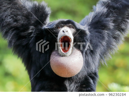 A male possum squealing loudly 96230284